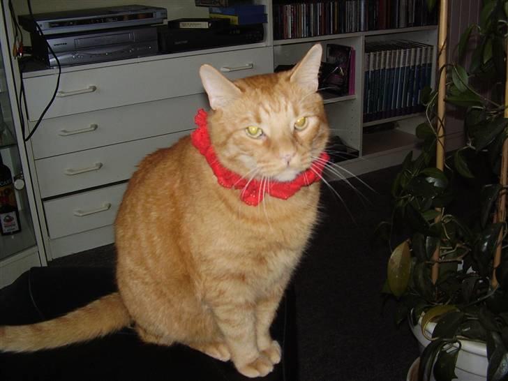 Huskat Olfert billede 4