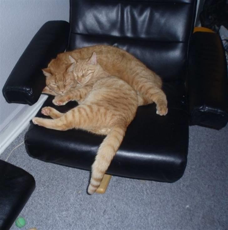 Huskat Olfert - Olfert sammen med sin nye lillebror Uffe billede 5