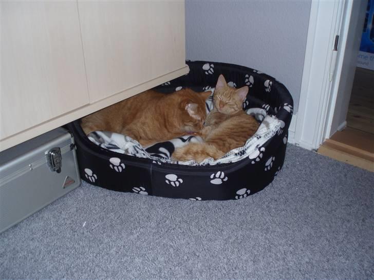 Huskat Olfert - Olfert med lillebror Uffe billede 6