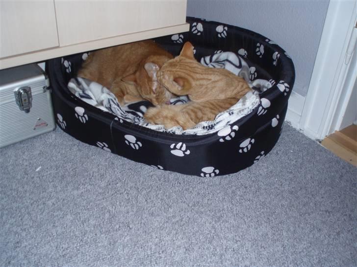 Huskat Olfert - iqen sammen med sin nye lillebror Uffe billede 7