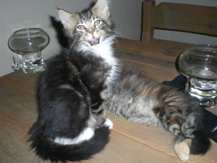 Maine Coon Mads *solgt* - Billede taget af opdrætteren billede 3