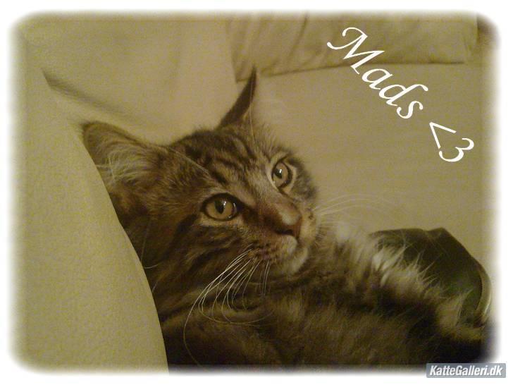 Maine Coon Mads *solgt* - Tager lige en slapper på sofaen med moar.. begynder snart og blive træt af det kamera billede 15