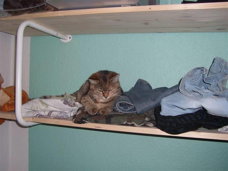 Blanding af racer Coke *Forsvundet* billede 14