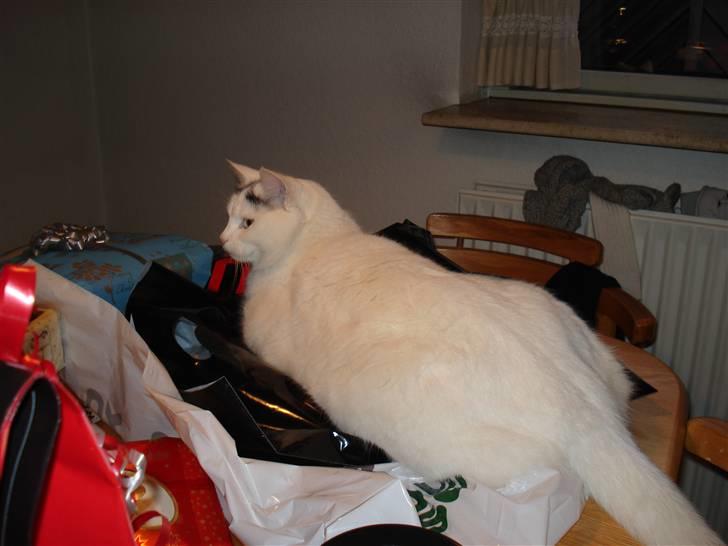 Huskat lulu - Lulu elsker julegaver, eller i hvert fald papiret:) billede 9