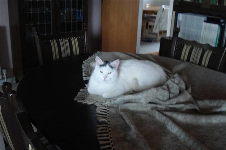 Huskat lulu - Når vi ikke er i nærheden kan Lulu godt finde på at rulle sig selv ind i dugen, selvom hun godt ved at hun ikke må. billede 10