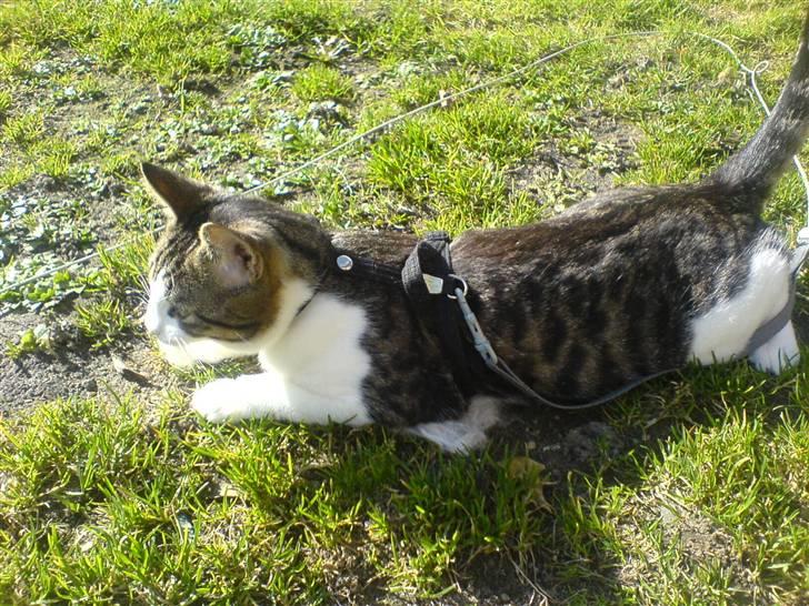 Blanding af racer Bastian - Velkommen til bastians profil billede 1