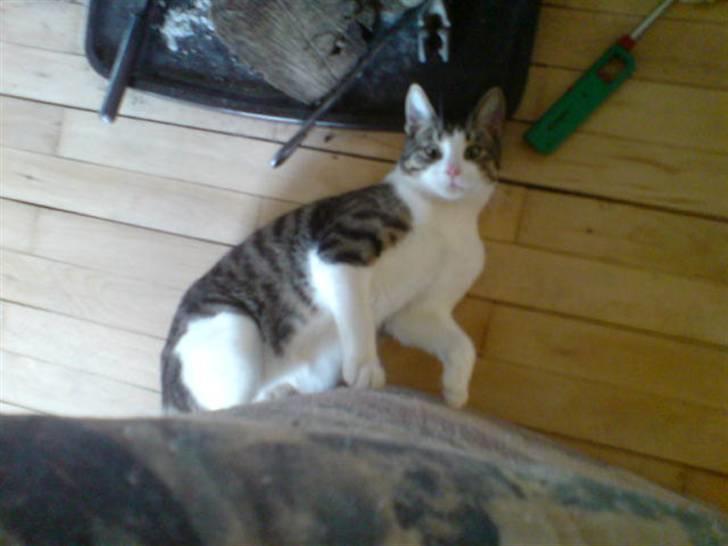 Blanding af racer Bastian - I kan bare komme an!! billede 2