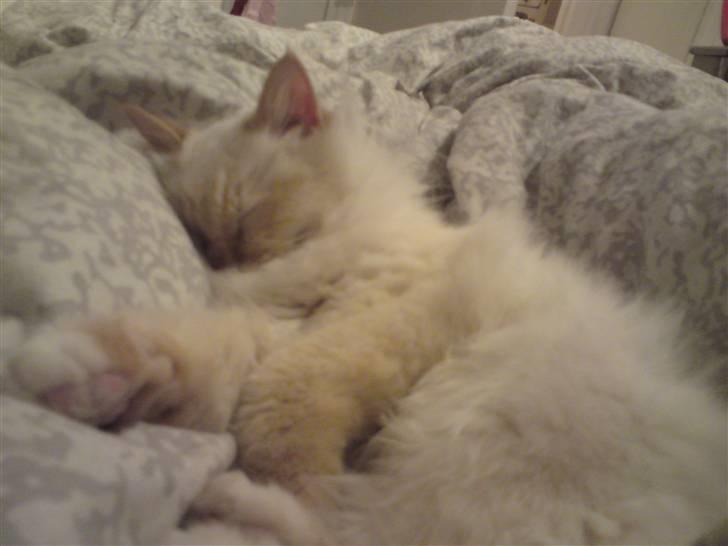 Hellig Birma DK Amorito's Cheeky Chico billede 7