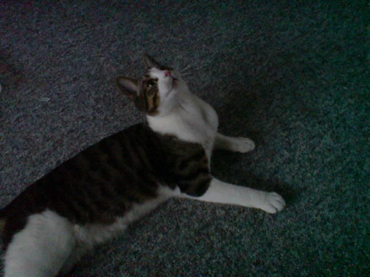 Blanding af racer Bastian billede 3