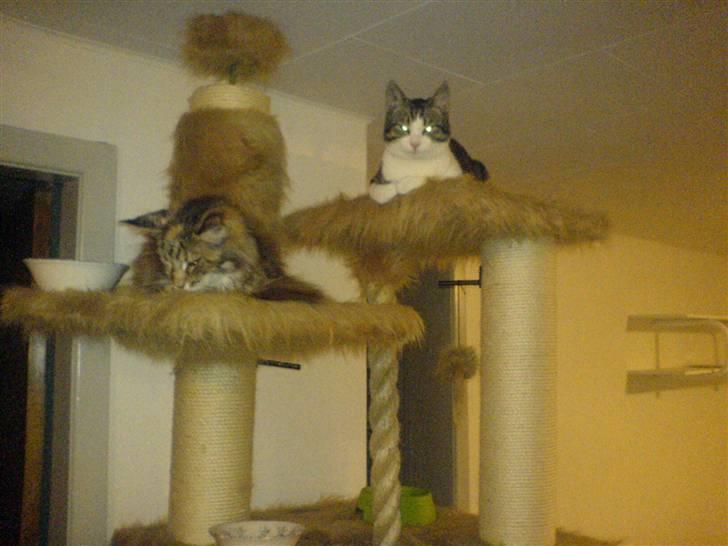 Blanding af racer Bastian - bastian og hvores anden afdøde kat Anastasia billede 4