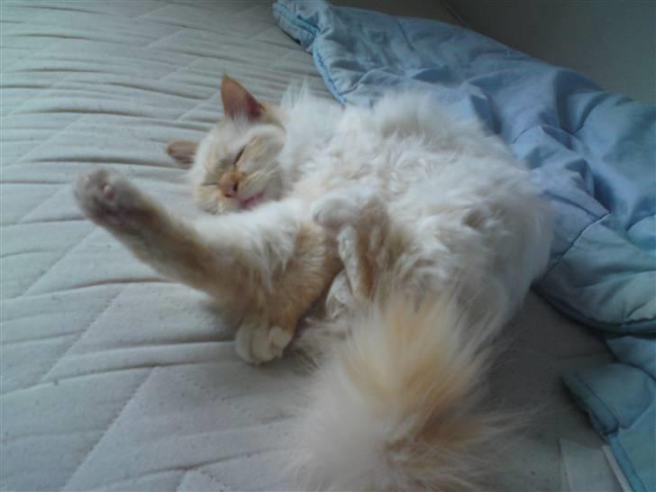 Hellig Birma DK Amorito's Cheeky Chico billede 8