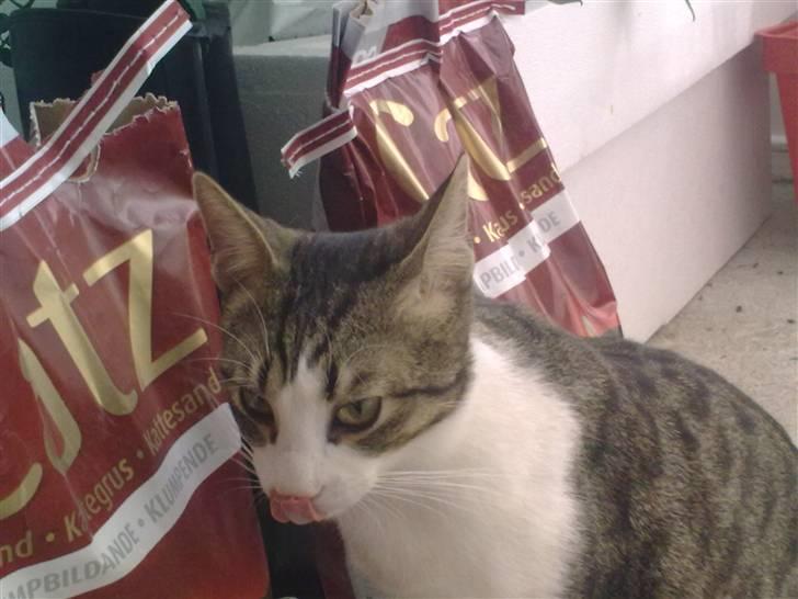 Blanding af racer Bastian billede 5