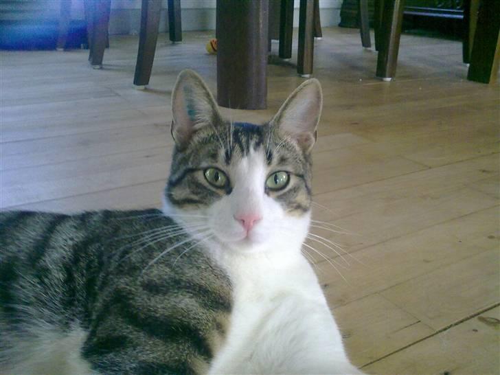 Blanding af racer Bastian billede 6