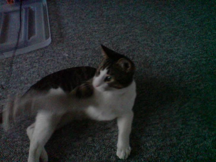 Blanding af racer Bastian billede 7