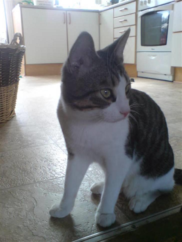 Blanding af racer Bastian billede 8