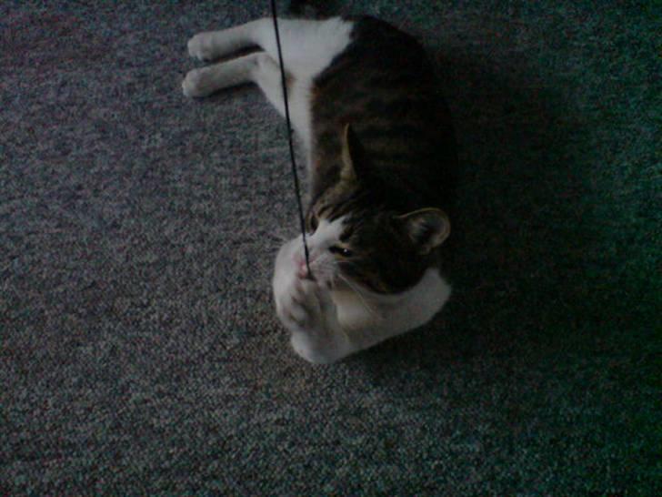 Blanding af racer Bastian billede 9