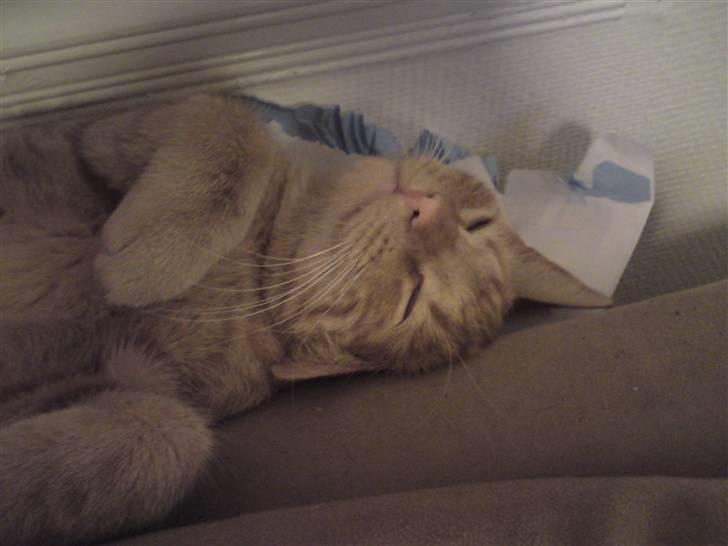 Huskat Topper billede 15