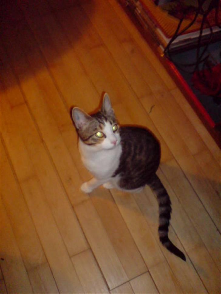 Blanding af racer Bastian billede 10