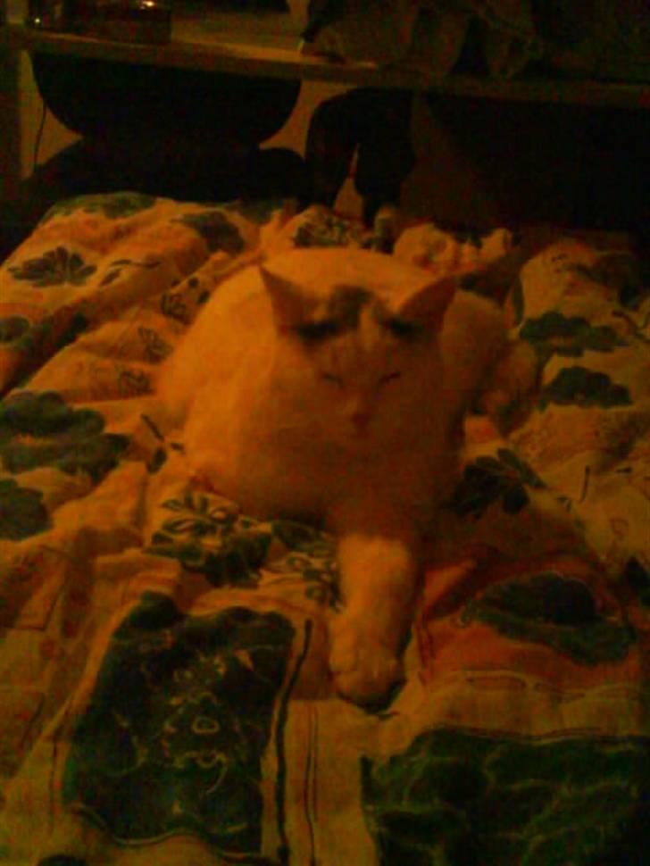 Huskat lulu - Lulu elsker bare at fylde i sengen:) billede 11