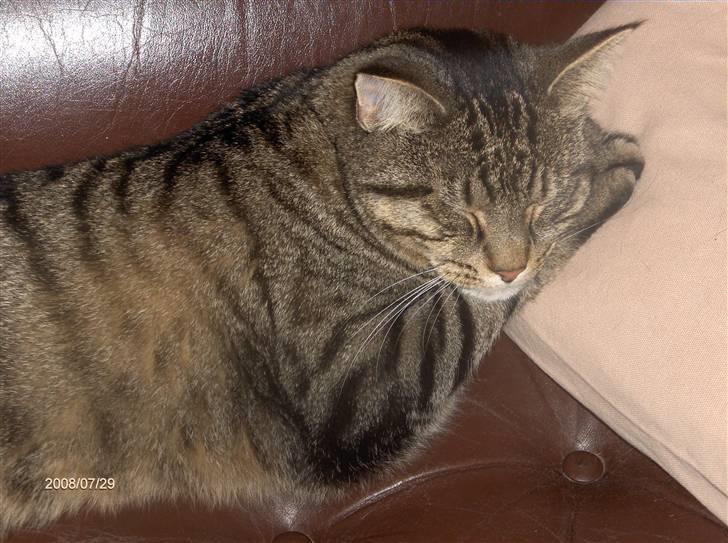 Huskat Zappa billede 12