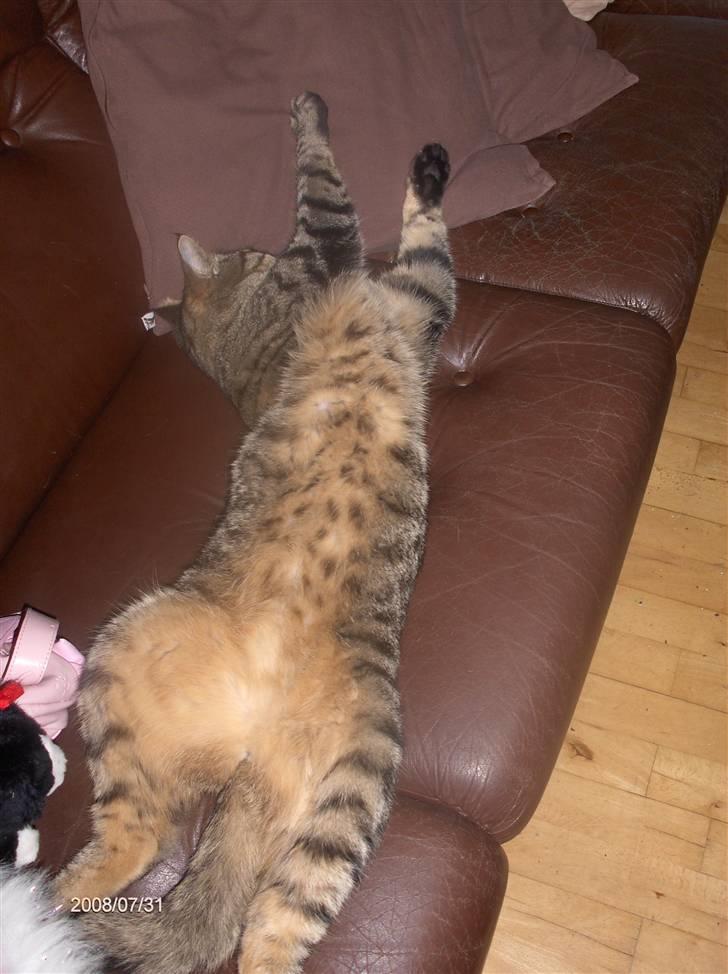 Huskat Zappa billede 13