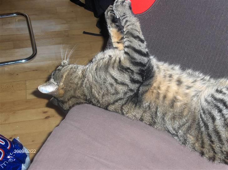 Huskat Zappa billede 14