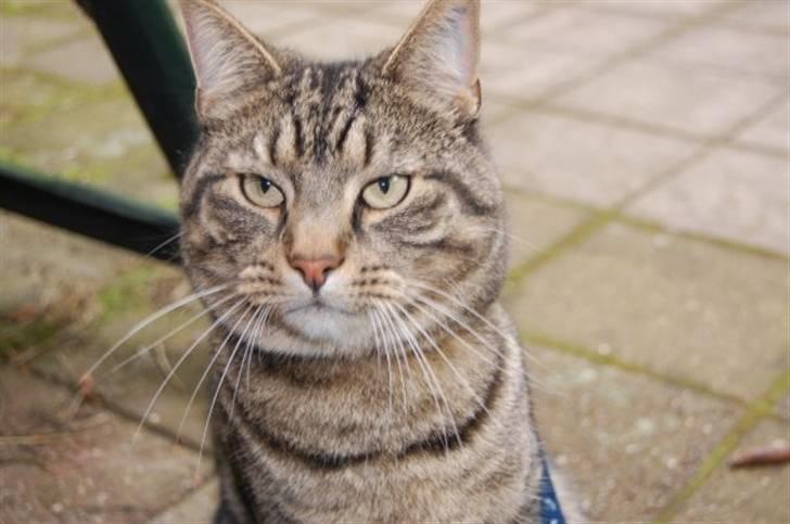 Huskat Zappa billede 15