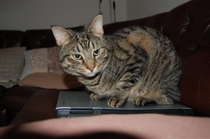 Huskat Zappa billede 16