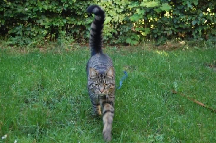 Huskat Zappa billede 17