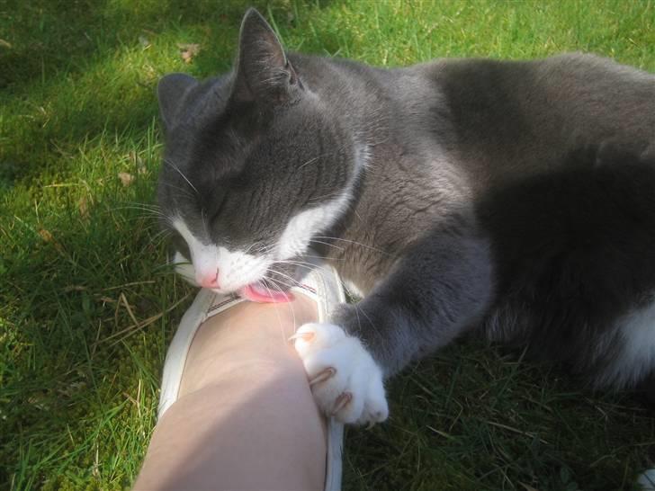 Blanding af racer Ofelia - Hun elsker fødder. En af de mange ting der gør hende til den hun er. Taget: 6/4 -2009 billede 17