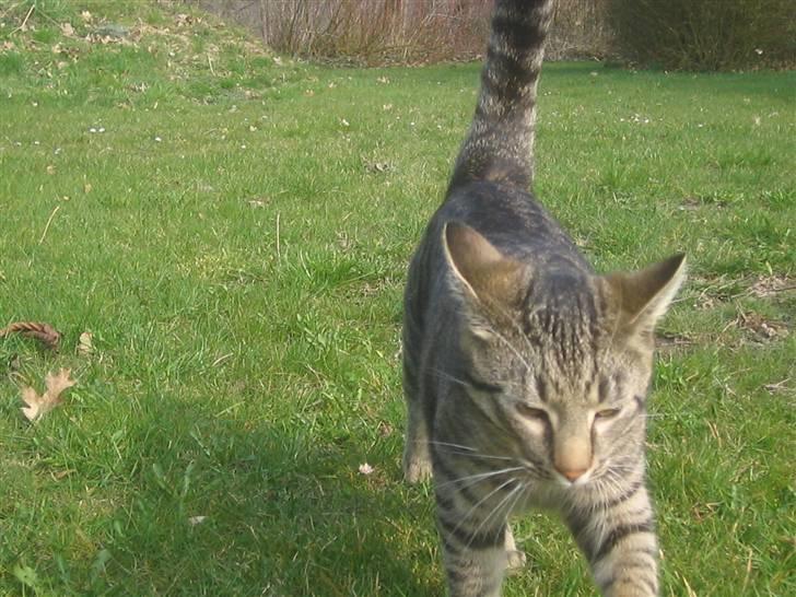 Bengal blanding Tiger Polo - En Tiger i græsset. Taget: 7/4 -2009 billede 12