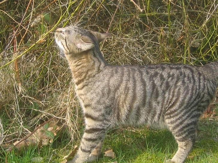 Bengal blanding Tiger Polo - Det klør. Taget: 7/4 -2009 billede 13