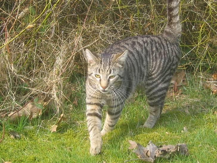 Bengal blanding Tiger Polo - Nu kommer jeg. Taget: 7/4 -2009 billede 14