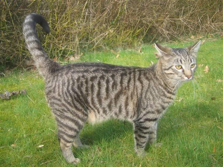 Bengal blanding Tiger Polo - Se min flotte krop ? Taget: 7/4 -2009 billede 15