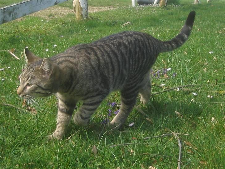 Bengal blanding Tiger Polo - Nu går jeg ind i seng. Taget: 7/4 -2009 billede 20