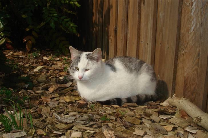 Huskat Prinsesse Mia [R.I.P] billede 13