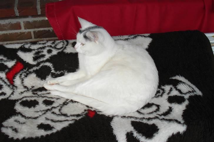 Huskat lulu - Her ligger Lulu på sit dejlige tæppe ude på terrasen billede 12