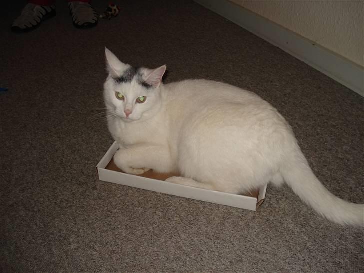 Huskat lulu - Lulu elsker også at ligge på skoæskelåg:) billede 13