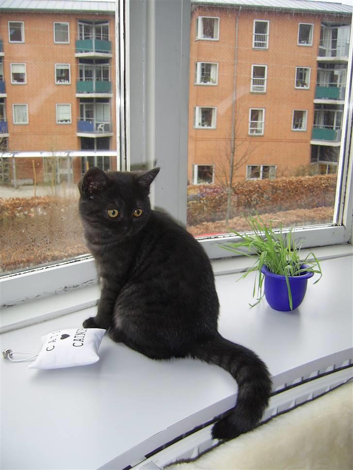 British Shorthair Senna - Jeg er glad for at kigge ud af vinduet, men holder også øje med hvad der sker bag mig! billede 15