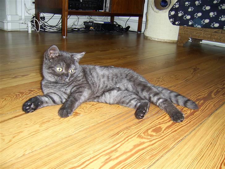 British Shorthair Senna - Afslapning, jeg er lidt træt.... billede 16