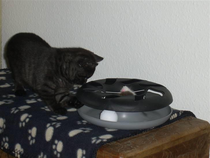 British Shorthair Senna - Haha, den fik poteslag! billede 17