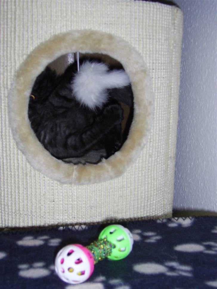 British Shorthair Senna - Den skal ha poteslag den lille pelsmus! billede 18