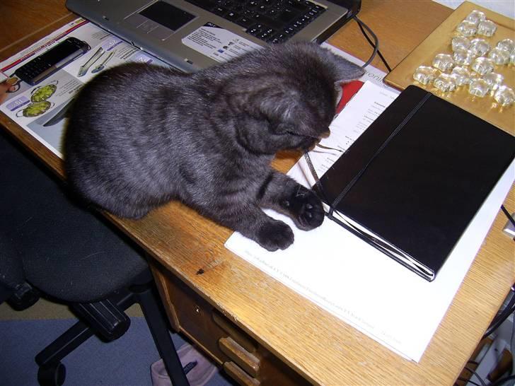 British Shorthair Senna - Gnaske, gnaske! billede 19