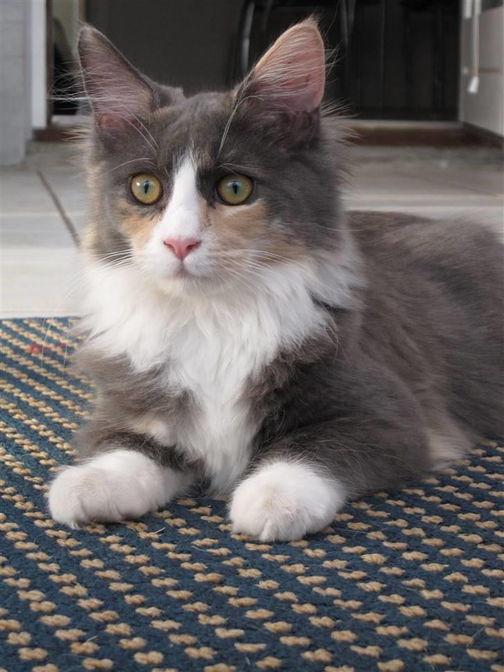 Maine Coon Spinner - 15 mdr billede 6