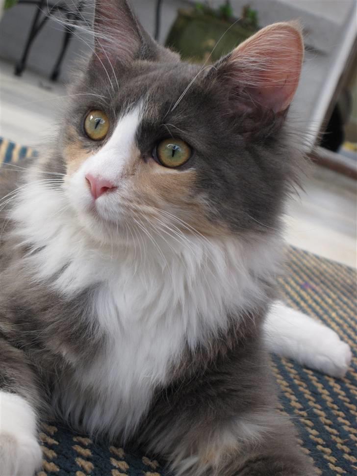 Maine Coon Spinner - 15 mdr billede 7