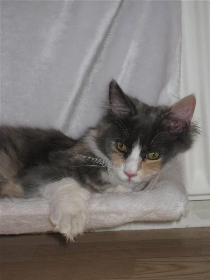 Maine Coon Spinner - 15 mdr billede 8