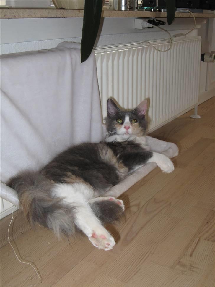 Maine Coon Spinner - 15 mdr billede 9