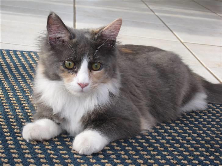 Maine Coon Spinner - 15 mdr billede 10