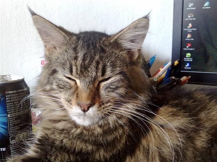 Maine Coon dkskovlycoon Cane Cody  - han er bare flot ! billede 12