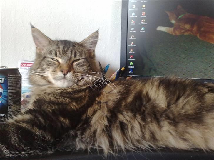 Maine Coon dkskovlycoon Cane Cody  - ligner jeg måske ikke en million ? billede 13